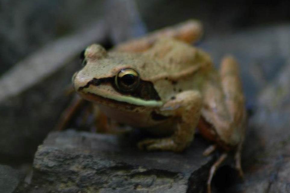 marked frog